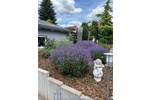Repräsentatives Traumhaus mit Fernblick in bevorzugter Stadtrandlage von Zweibrücken - Villa Zweibrücken | Angebot:10658553